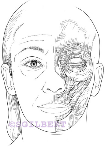 surface landmarks of periorbital area and underlying muscle